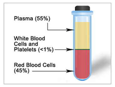 Image result for blood components